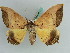  ( - BC ZSM Lep 38221)  @11 [ ] CreativeCommons - Attribution Non-Commercial Share-Alike (2011) Axel Hausmann/Bavarian State Collection of Zoology (ZSM) SNSB, Zoologische Staatssammlung Muenchen