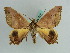  ( - BC ZSM Lep 38222)  @11 [ ] CreativeCommons - Attribution Non-Commercial Share-Alike (2011) Axel Hausmann/Bavarian State Collection of Zoology (ZSM) SNSB, Zoologische Staatssammlung Muenchen