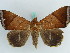  ( - BC ZSM Lep 38224)  @11 [ ] CreativeCommons - Attribution Non-Commercial Share-Alike (2011) Axel Hausmann/Bavarian State Collection of Zoology (ZSM) SNSB, Zoologische Staatssammlung Muenchen