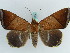  ( - BC ZSM Lep 38225)  @11 [ ] CreativeCommons - Attribution Non-Commercial Share-Alike (2011) Axel Hausmann/Bavarian State Collection of Zoology (ZSM) SNSB, Zoologische Staatssammlung Muenchen