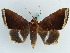  ( - BC ZSM Lep 38229)  @11 [ ] CreativeCommons - Attribution Non-Commercial Share-Alike (2011) Axel Hausmann/Bavarian State Collection of Zoology (ZSM) SNSB, Zoologische Staatssammlung Muenchen