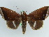  ( - BC ZSM Lep 38230)  @11 [ ] CreativeCommons - Attribution Non-Commercial Share-Alike (2011) Axel Hausmann/Bavarian State Collection of Zoology (ZSM) SNSB, Zoologische Staatssammlung Muenchen