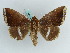  ( - BC ZSM Lep 38231)  @11 [ ] CreativeCommons - Attribution Non-Commercial Share-Alike (2011) Axel Hausmann/Bavarian State Collection of Zoology (ZSM) SNSB, Zoologische Staatssammlung Muenchen