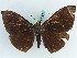  ( - BC ZSM Lep 38235)  @11 [ ] CreativeCommons - Attribution Non-Commercial Share-Alike (2011) Axel Hausmann/Bavarian State Collection of Zoology (ZSM) SNSB, Zoologische Staatssammlung Muenchen