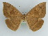  ( - BC ZSM Lep 38236)  @11 [ ] CreativeCommons - Attribution Non-Commercial Share-Alike (2011) Axel Hausmann/Bavarian State Collection of Zoology (ZSM) SNSB, Zoologische Staatssammlung Muenchen