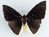  ( - BC ZSM Lep 38237)  @11 [ ] CreativeCommons - Attribution Non-Commercial Share-Alike (2011) Axel Hausmann/Bavarian State Collection of Zoology (ZSM) SNSB, Zoologische Staatssammlung Muenchen