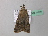  ( - BC ZSM Lep 41866)  @13 [ ] CreativeCommons - Attribution Non-Commercial Share-Alike (2011) Axel Hausmann/Bavarian State Collection of Zoology (ZSM) SNSB, Zoologische Staatssammlung Muenchen