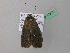  ( - BC ZSM Lep 41870)  @13 [ ] CreativeCommons - Attribution Non-Commercial Share-Alike (2011) Axel Hausmann/Bavarian State Collection of Zoology (ZSM) SNSB, Zoologische Staatssammlung Muenchen