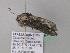  ( - BC ZSM Lep 41871)  @13 [ ] CreativeCommons - Attribution Non-Commercial Share-Alike (2011) Axel Hausmann/Bavarian State Collection of Zoology (ZSM) SNSB, Zoologische Staatssammlung Muenchen