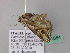  ( - BC ZSM Lep 41884)  @13 [ ] CreativeCommons - Attribution Non-Commercial Share-Alike (2011) Axel Hausmann/Bavarian State Collection of Zoology (ZSM) SNSB, Zoologische Staatssammlung Muenchen