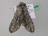  ( - BC ZSM Lep 41888)  @12 [ ] CreativeCommons - Attribution Non-Commercial Share-Alike (2011) Axel Hausmann/Bavarian State Collection of Zoology (ZSM) SNSB, Zoologische Staatssammlung Muenchen