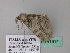  ( - BC ZSM Lep 41914)  @12 [ ] CreativeCommons - Attribution Non-Commercial Share-Alike (2011) Axel Hausmann/Bavarian State Collection of Zoology (ZSM) SNSB, Zoologische Staatssammlung Muenchen