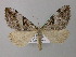  ( - BC ZSM Lep 41930)  @15 [ ] CreativeCommons - Attribution Non-Commercial Share-Alike (2011) Axel Hausmann/Bavarian State Collection of Zoology (ZSM) SNSB, Zoologische Staatssammlung Muenchen