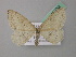  ( - BC ZSM Lep 41932)  @14 [ ] CreativeCommons - Attribution Non-Commercial Share-Alike (2011) Axel Hausmann/Bavarian State Collection of Zoology (ZSM) SNSB, Zoologische Staatssammlung Muenchen