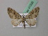  ( - BC ZSM Lep 41936)  @11 [ ] CreativeCommons - Attribution Non-Commercial Share-Alike (2011) Axel Hausmann/Bavarian State Collection of Zoology (ZSM) SNSB, Zoologische Staatssammlung Muenchen