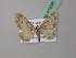  ( - BC ZSM Lep 41938)  @11 [ ] CreativeCommons - Attribution Non-Commercial Share-Alike (2011) Axel Hausmann/Bavarian State Collection of Zoology (ZSM) SNSB, Zoologische Staatssammlung Muenchen