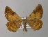  ( - BC ZSM Lep 41945)  @12 [ ] CreativeCommons - Attribution Non-Commercial Share-Alike (2011) Axel Hausmann/Bavarian State Collection of Zoology (ZSM) SNSB, Zoologische Staatssammlung Muenchen