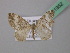  ( - BC ZSM Lep 41952)  @13 [ ] CreativeCommons - Attribution Non-Commercial Share-Alike (2011) Axel Hausmann/Bavarian State Collection of Zoology (ZSM) SNSB, Zoologische Staatssammlung Muenchen