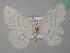  ( - BC ZSM Lep 41958)  @13 [ ] CreativeCommons - Attribution Non-Commercial Share-Alike (2011) Axel Hausmann/Bavarian State Collection of Zoology (ZSM) SNSB, Zoologische Staatssammlung Muenchen