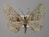  ( - BC ZSM Lep 41960)  @13 [ ] CreativeCommons - Attribution Non-Commercial Share-Alike (2011) Axel Hausmann/Bavarian State Collection of Zoology (ZSM) SNSB, Zoologische Staatssammlung Muenchen
