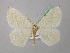  ( - BC ZSM Lep 41961)  @14 [ ] CreativeCommons - Attribution Non-Commercial Share-Alike (2011) Axel Hausmann/Bavarian State Collection of Zoology (ZSM) SNSB, Zoologische Staatssammlung Muenchen
