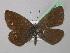  ( - BC ZSM Lep 41967)  @13 [ ] CreativeCommons - Attribution Non-Commercial Share-Alike (2011) Axel Hausmann/Bavarian State Collection of Zoology (ZSM) SNSB, Zoologische Staatssammlung Muenchen
