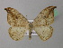  ( - BC ZSM Lep 41974)  @14 [ ] CreativeCommons - Attribution Non-Commercial Share-Alike (2011) Axel Hausmann/Bavarian State Collection of Zoology (ZSM) SNSB, Zoologische Staatssammlung Muenchen