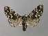  ( - BC ZSM Lep 41985)  @15 [ ] CreativeCommons - Attribution Non-Commercial Share-Alike (2011) Axel Hausmann/Bavarian State Collection of Zoology (ZSM) SNSB, Zoologische Staatssammlung Muenchen