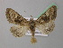  (Euplexia lucipara - BC ZSM Lep 41996)  @15 [ ] CreativeCommons - Attribution Non-Commercial Share-Alike (2011) Axel Hausmann/Bavarian State Collection of Zoology (ZSM) SNSB, Zoologische Staatssammlung Muenchen