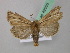  ( - BC ZSM Lep 42008)  @13 [ ] CreativeCommons - Attribution Non-Commercial Share-Alike (2011) Axel Hausmann/Bavarian State Collection of Zoology (ZSM) SNSB, Zoologische Staatssammlung Muenchen