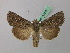  (Dichagyris nigrescens - BC ZSM Lep 42013)  @15 [ ] CreativeCommons - Attribution Non-Commercial Share-Alike (2011) Axel Hausmann/Bavarian State Collection of Zoology (ZSM) SNSB, Zoologische Staatssammlung Muenchen
