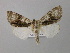  ( - BC ZSM Lep 42014)  @14 [ ] CreativeCommons - Attribution Non-Commercial Share-Alike (2011) Axel Hausmann/Bavarian State Collection of Zoology (ZSM) SNSB, Zoologische Staatssammlung Muenchen