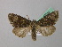  ( - BC ZSM Lep 42016)  @13 [ ] CreativeCommons - Attribution Non-Commercial Share-Alike (2011) Axel Hausmann/Bavarian State Collection of Zoology (ZSM) SNSB, Zoologische Staatssammlung Muenchen