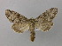  ( - BC ZSM Lep 42019)  @14 [ ] CreativeCommons - Attribution Non-Commercial Share-Alike (2011) Axel Hausmann/Bavarian State Collection of Zoology (ZSM) SNSB, Zoologische Staatssammlung Muenchen