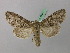  ( - BC ZSM Lep 42021)  @14 [ ] CreativeCommons - Attribution Non-Commercial Share-Alike (2011) Axel Hausmann/Bavarian State Collection of Zoology (ZSM) SNSB, Zoologische Staatssammlung Muenchen