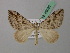  ( - BC ZSM Lep 42028)  @14 [ ] CreativeCommons - Attribution Non-Commercial Share-Alike (2011) Axel Hausmann/Bavarian State Collection of Zoology (ZSM) SNSB, Zoologische Staatssammlung Muenchen