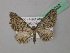  (Eupithecia cocciferata - BC ZSM Lep 42032)  @14 [ ] CreativeCommons - Attribution Non-Commercial Share-Alike (2011) Axel Hausmann/Bavarian State Collection of Zoology (ZSM) SNSB, Zoologische Staatssammlung Muenchen