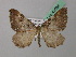  (Anticlea badiata - BC ZSM Lep 42038)  @14 [ ] CreativeCommons - Attribution Non-Commercial Share-Alike (2011) Axel Hausmann/Bavarian State Collection of Zoology (ZSM) SNSB, Zoologische Staatssammlung Muenchen