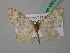 (Euphyia maximiliana - BC ZSM Lep 42039)  @13 [ ] CreativeCommons - Attribution Non-Commercial Share-Alike (2011) Axel Hausmann/Bavarian State Collection of Zoology (ZSM) SNSB, Zoologische Staatssammlung Muenchen
