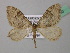  (Nebula ibericata - BC ZSM Lep 42040)  @14 [ ] CreativeCommons - Attribution Non-Commercial Share-Alike (2011) Axel Hausmann/Bavarian State Collection of Zoology (ZSM) SNSB, Zoologische Staatssammlung Muenchen