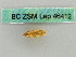  (Kauria - BC ZSM Lep 46412)  @11 [ ] CreativeCommons - Attribution Non-Commercial Share-Alike (2011) Axel Hausmann/Bavarian State Collection of Zoology (ZSM) SNSB, Zoologische Staatssammlung Muenchen