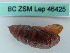  ( - BC ZSM Lep 46425)  @11 [ ] CreativeCommons - Attribution Non-Commercial Share-Alike (2011) Axel Hausmann/Bavarian State Collection of Zoology (ZSM) SNSB, Zoologische Staatssammlung Muenchen
