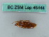 ( - BC ZSM Lep 46444)  @11 [ ] CreativeCommons - Attribution Non-Commercial Share-Alike (2011) Axel Hausmann/Bavarian State Collection of Zoology (ZSM) SNSB, Zoologische Staatssammlung Muenchen