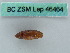  ( - BC ZSM Lep 46464)  @11 [ ] CreativeCommons - Attribution Non-Commercial Share-Alike (2011) Axel Hausmann/Bavarian State Collection of Zoology (ZSM) SNSB, Zoologische Staatssammlung Muenchen