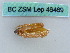  (Gnophos pfeifferi - BC ZSM Lep 46469)  @11 [ ] CreativeCommons - Attribution Non-Commercial Share-Alike (2011) Axel Hausmann/Bavarian State Collection of Zoology (ZSM) SNSB, Zoologische Staatssammlung Muenchen