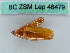 ( - BC ZSM Lep 46479)  @11 [ ] CreativeCommons - Attribution Non-Commercial Share-Alike (2011) Axel Hausmann/Bavarian State Collection of Zoology (ZSM) SNSB, Zoologische Staatssammlung Muenchen