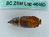  ( - BC ZSM Lep 46480)  @11 [ ] CreativeCommons - Attribution Non-Commercial Share-Alike (2011) Axel Hausmann/Bavarian State Collection of Zoology (ZSM) SNSB, Zoologische Staatssammlung Muenchen