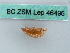  ( - BC ZSM Lep 46496)  @11 [ ] CreativeCommons - Attribution Non-Commercial Share-Alike (2011) Axel Hausmann/Bavarian State Collection of Zoology (ZSM) SNSB, Zoologische Staatssammlung Muenchen