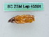  (Boarmia bastelbergeri - BC ZSM Lep 46501)  @11 [ ] CreativeCommons - Attribution Non-Commercial Share-Alike (2011) Axel Hausmann/Bavarian State Collection of Zoology (ZSM) SNSB, Zoologische Staatssammlung Muenchen
