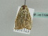 ( - BC ZSM Lep 51897)  @12 [ ] CreativeCommons - Attribution Non-Commercial Share-Alike (2011) Axel Hausmann/Bavarian State Collection of Zoology (ZSM) SNSB, Zoologische Staatssammlung Muenchen